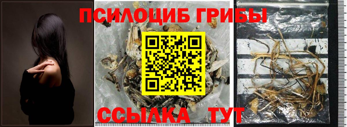 Галлюциногенные грибы Psilocybe Кумертау